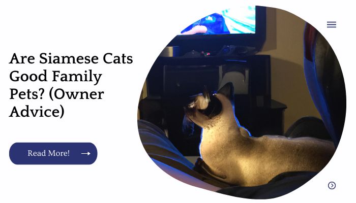 Are Siamese Cats Good Family Pets? (Owner Advice)