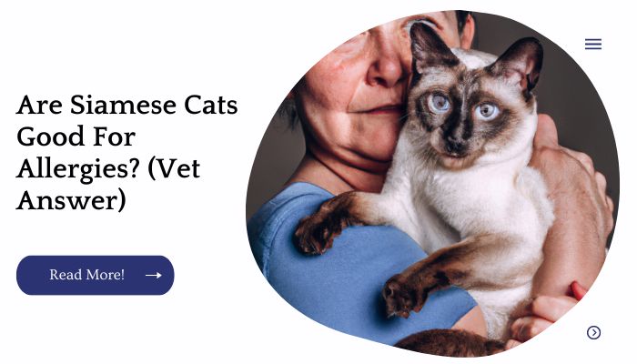 Are Siamese Cats Good For Allergies? (Vet Answer)