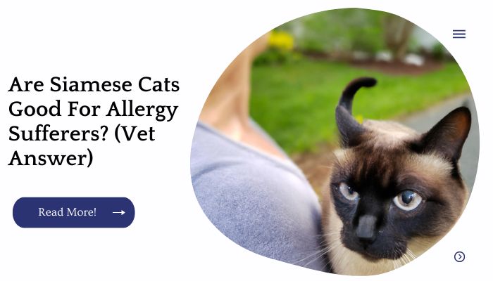 Are Siamese Cats Good For Allergy Sufferers? (Vet Answer)