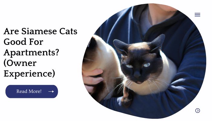 Are Siamese Cats Good For Apartments? (Owner Experience)