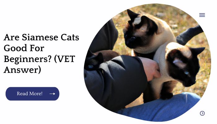 Are Siamese Cats Good For Beginners? (VET Answer)