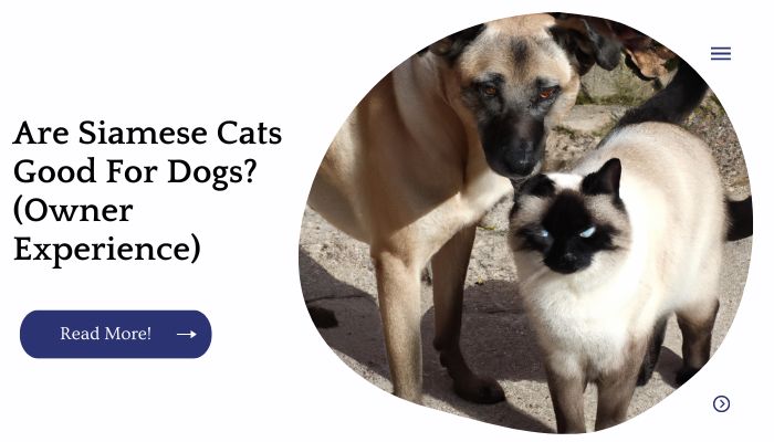 Are Siamese Cats Good For Dogs? (Owner Experience)