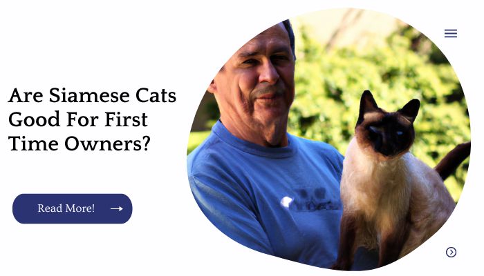 Are Siamese Cats Good For First Time Owners?