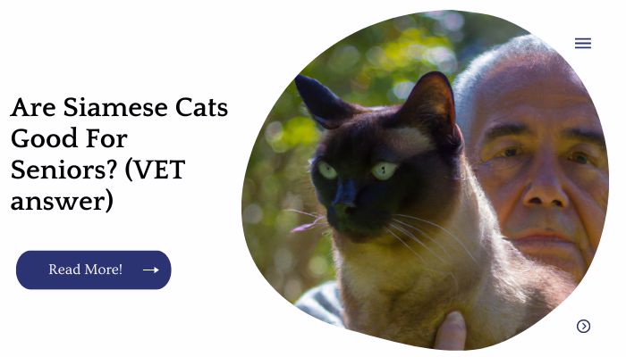 Are Siamese Cats Good For Seniors? (VET answer)