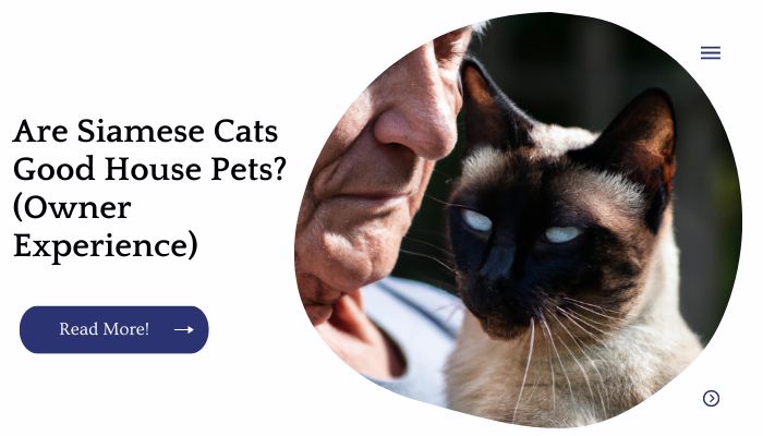 Are Siamese Cats Good House Pets? (Owner Experience)
