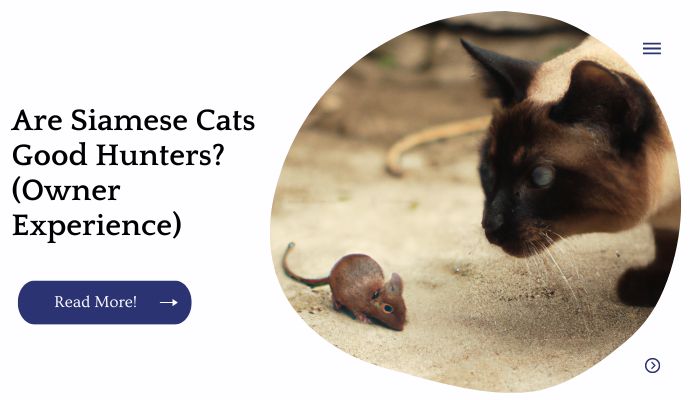 Are Siamese Cats Good Hunters? (Owner Experience)