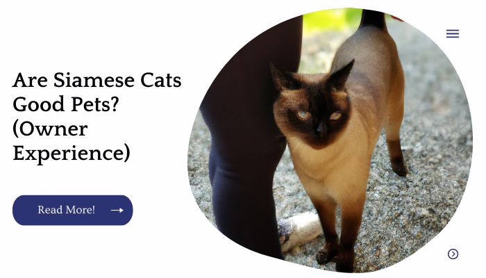 Are Siamese Cats Good Pets? (Owner Experience)