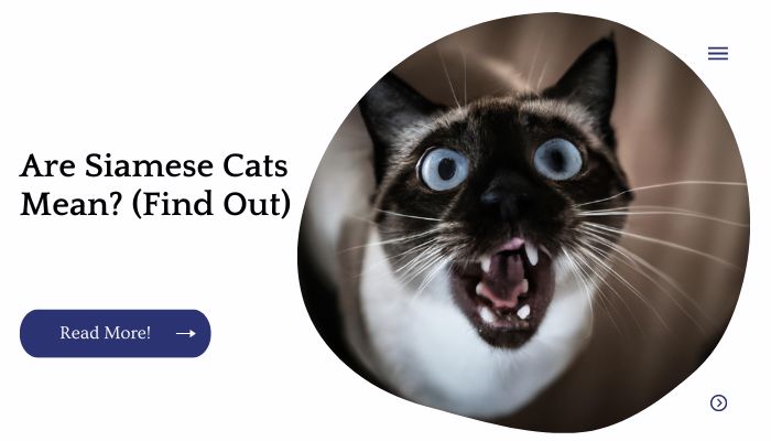 Are Siamese Cats Mean? (Find Out)