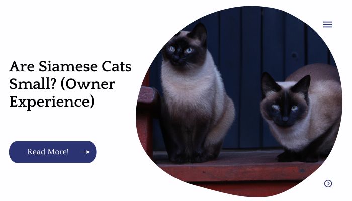 Are Siamese Cats Small? (Owner Experience)