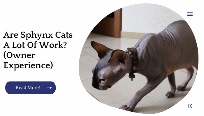 Are Sphynx Cats A Lot Of Work? (Owner Experience)