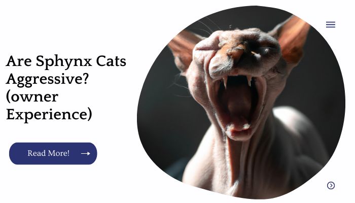 Are Sphynx Cats Aggressive? (owner Experience)
