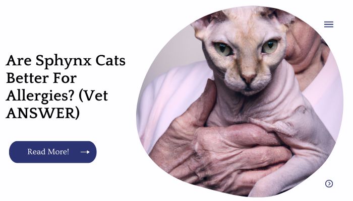Are Sphynx Cats Better For Allergies? (Vet ANSWER)