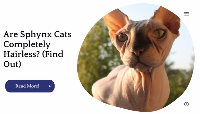 Are Sphynx Cats Completely Hairless? (Find Out)