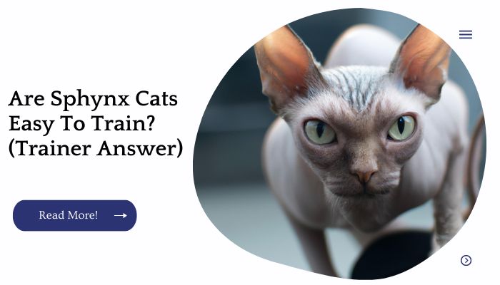 Are Sphynx Cats Easy To Train? (Trainer Answer)