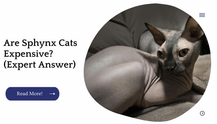 Are Sphynx Cats Expensive (Expert Answer)