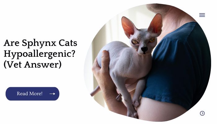 Are Sphynx Cats Hypoallergenic? (Vet Answer)