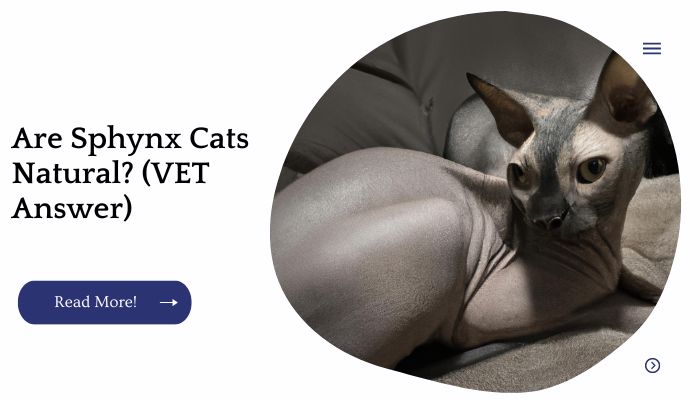 Are Sphynx Cats Natural? (VET Answer)