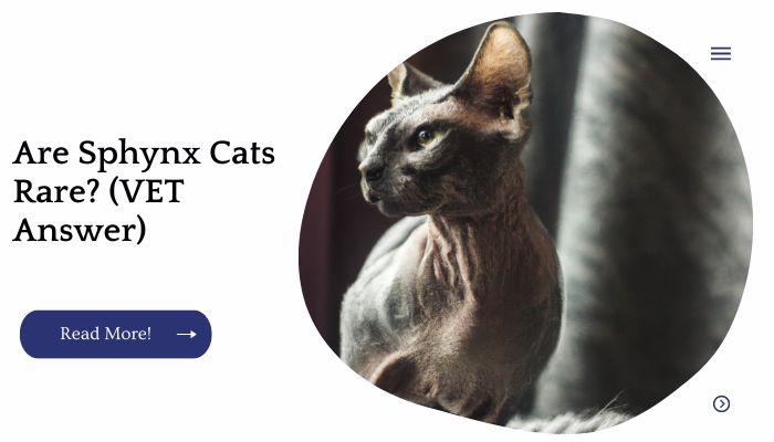 Are Sphynx Cats Rare? (VET Answer)