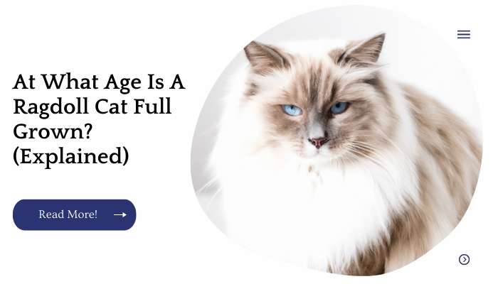 At What Age Is A Ragdoll Cat Full Grown? (Explained)