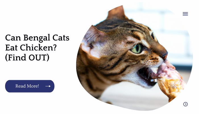 Can Bengal Cats Eat Chicken? (Find OUT)