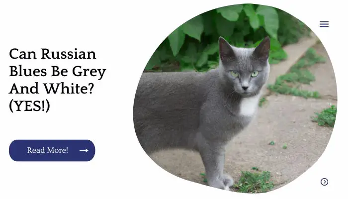 Can Russian Blues Be Grey And White? (YES!)