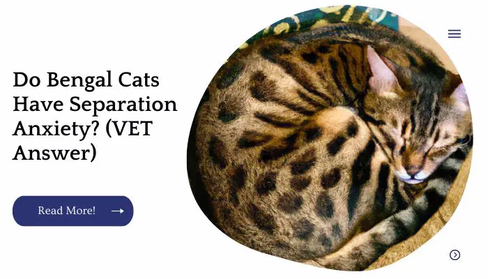 Do Bengal Cats Have Separation Anxiety? (VET Answer)