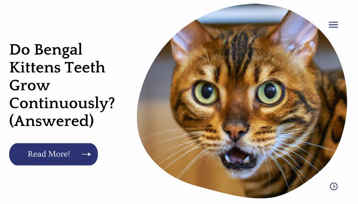 Do Bengal Kittens Teeth Grow Continuously? (Answered)