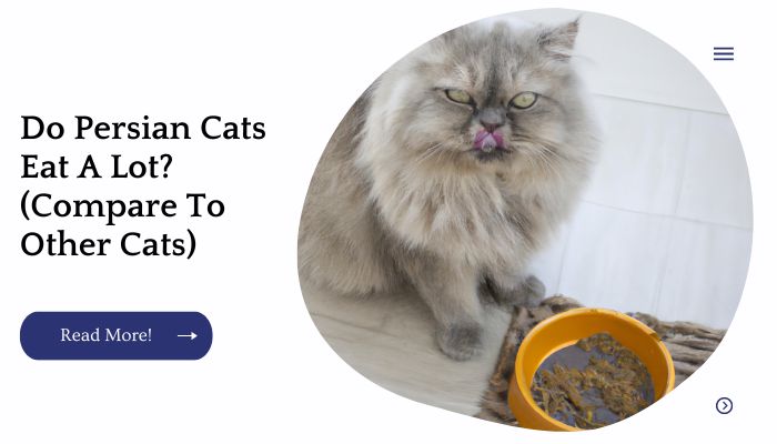 Do Persian Cats Eat A Lot? (Compare To Other Cats)