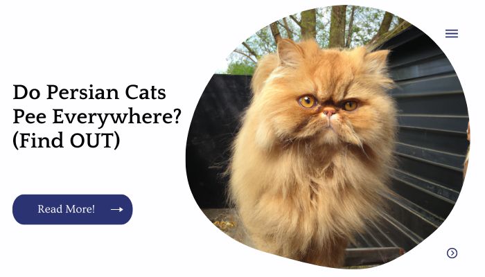 Do Persian Cats Pee Everywhere? (Find OUT)