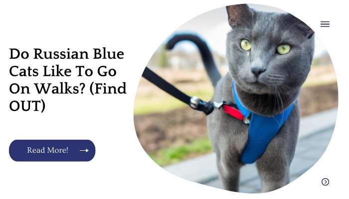 Do Russian Blue Cats Like To Go On Walks? (Find OUT)