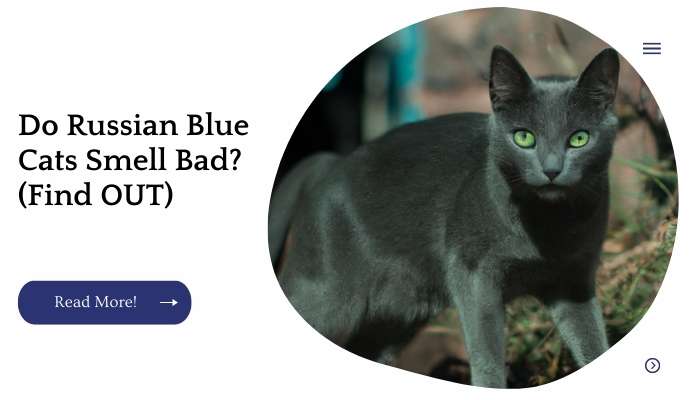 Do Russian Blue Cats Smell Bad? (Find OUT)