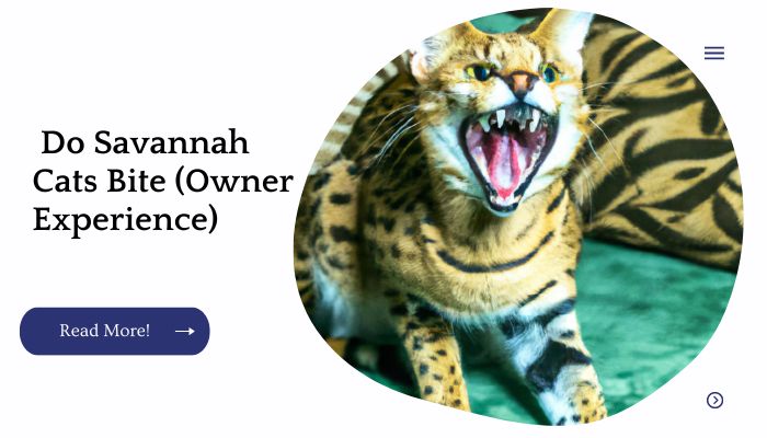  Do Savannah Cats Bite (Owner Experience)