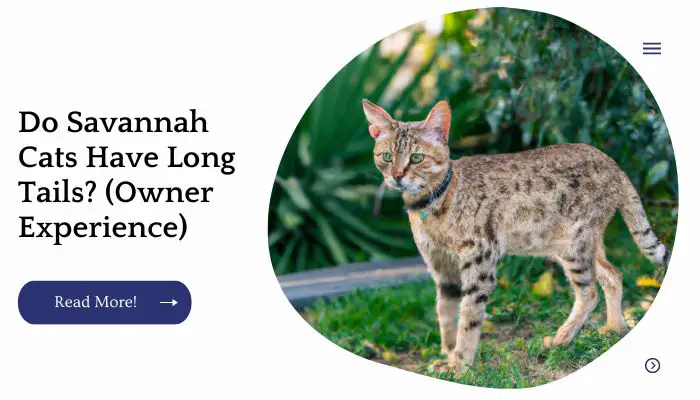 Do Savannah Cats Have Long Tails? (Owner Experience)