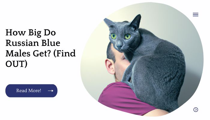 How Big Do Russian Blue Males Get? (Find OUT)