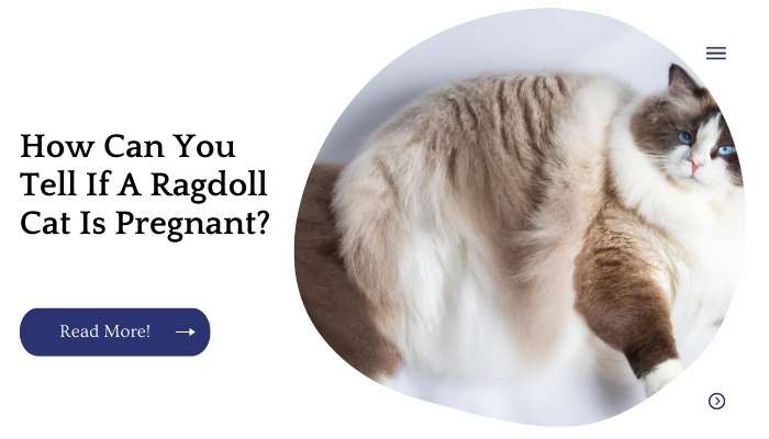 How Can You Tell If A Ragdoll Cat Is Pregnant?