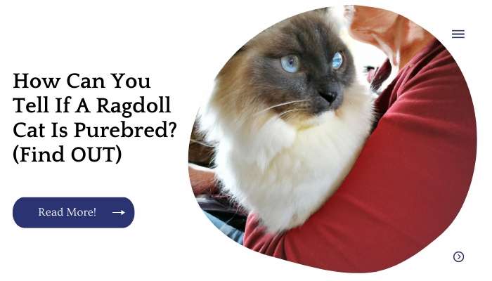 How Can You Tell If A Ragdoll Cat Is Purebred? (Find OUT)