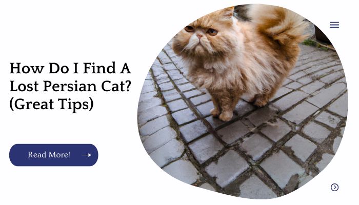 How Do I Find A Lost Persian Cat? (Great Tips)