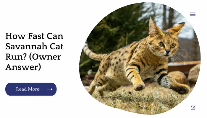 How Fast Can Savannah Cat Run? (Owner Answer)