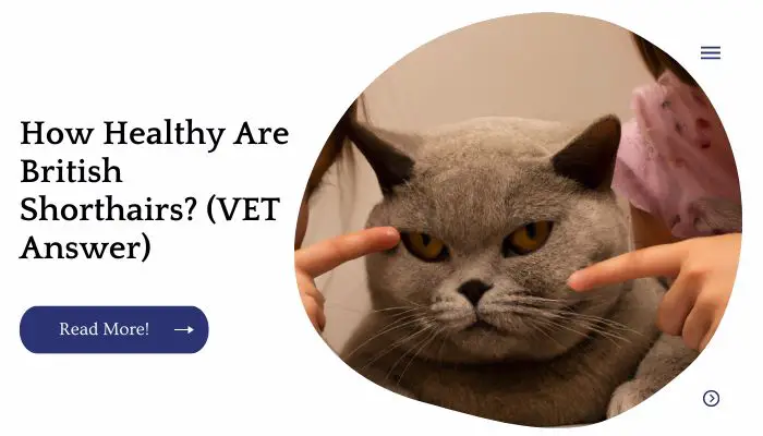 How Healthy Are British Shorthairs? (VET Answer)