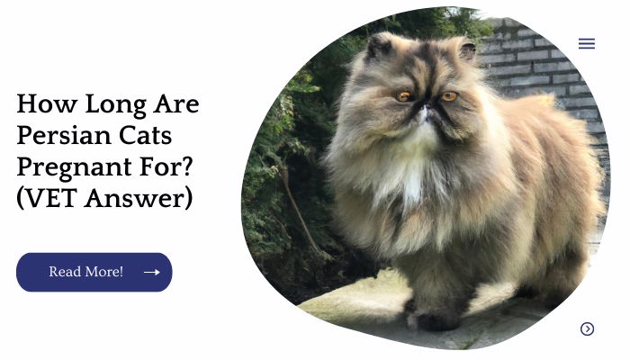 How Long Are Persian Cats Pregnant For? (VET Answer)