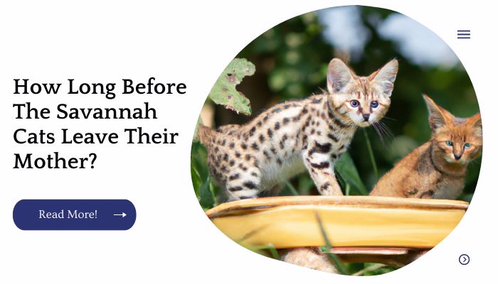 How Long Before The Savannah Cats Leave Their Mother?