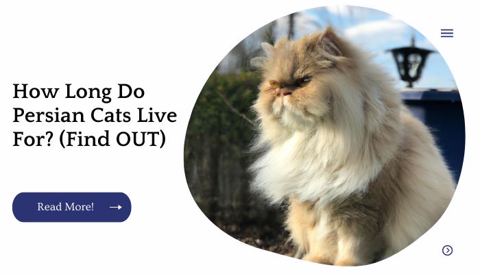 How Long Do Persian Cats Live For? (Find OUT)