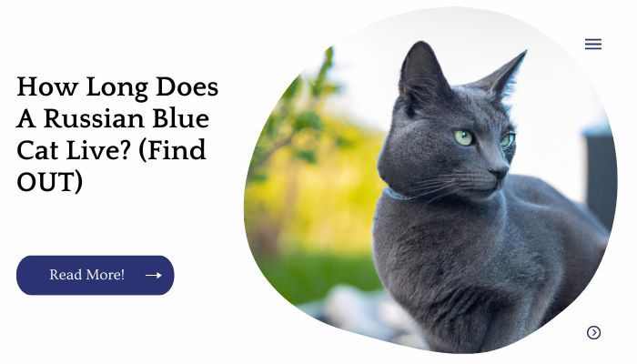 How Long Does A Russian Blue Cat Live? (Find OUT)