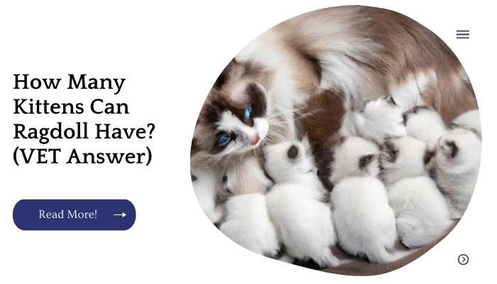 How Many Kittens Can Ragdoll Have? (VET Answer)