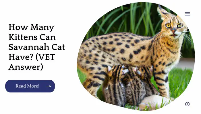 How Many Kittens Can Savannah Cat Have? (VET Answer)