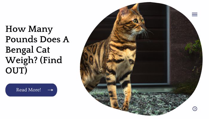 How Many Pounds Does A Bengal Cat Weigh? (Find OUT)