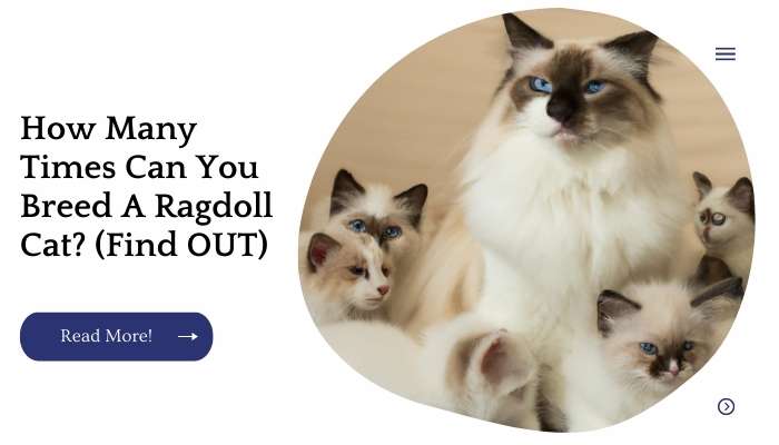 How Many Times Can You Breed A Ragdoll Cat? (Find OUT)
