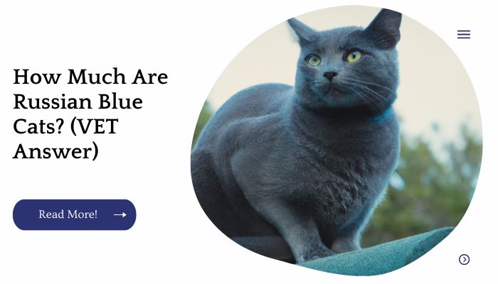 How Much Are Russian Blue Cats? (VET Answer)