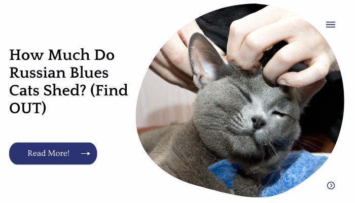 How Much Do Russian Blues Cats Shed? (Find OUT)