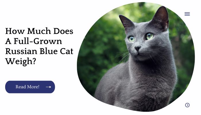 How Much Does A Full-Grown Russian Blue Cat Weigh?